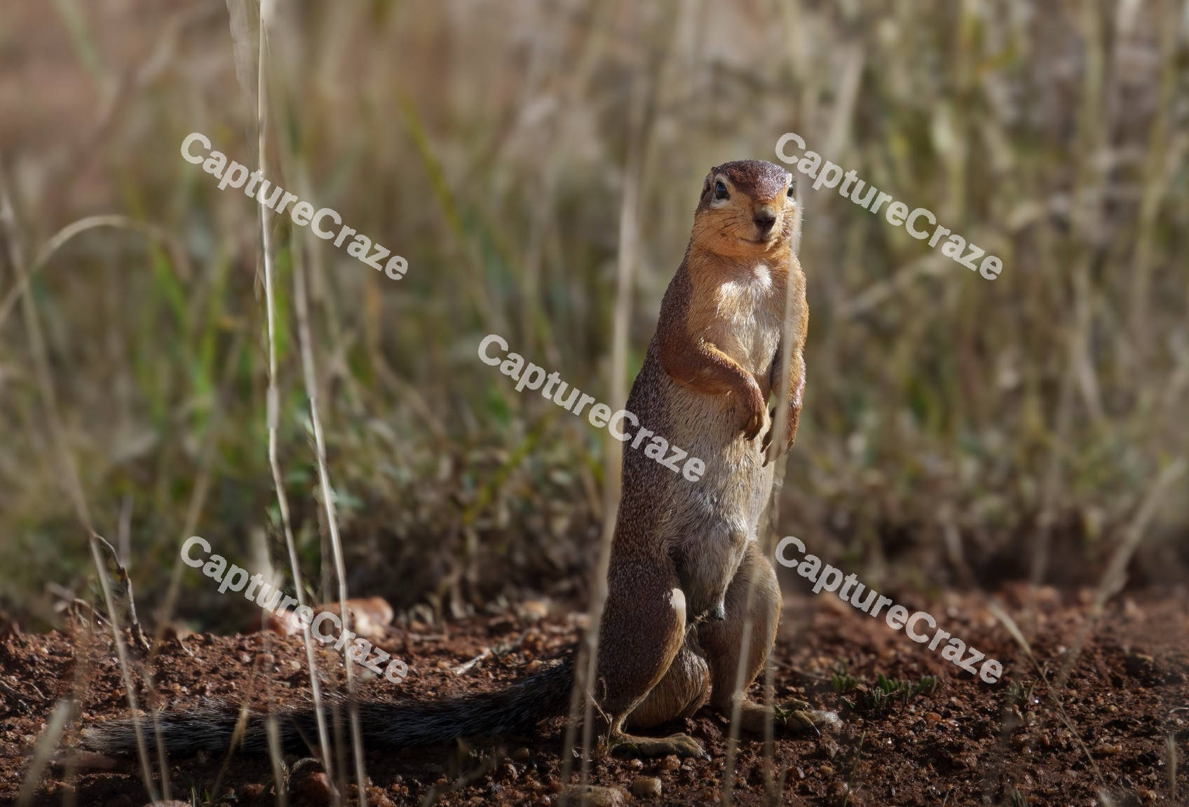 Unstriped ground squirrel